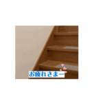 柴犬 今日のはち君 動くスタンプ（個別スタンプ：2）