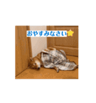 柴犬 今日のはち君 動くスタンプ（個別スタンプ：16）