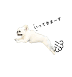 PandA.BUHI 1（個別スタンプ：10）