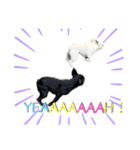 PandA.BUHI 1（個別スタンプ：20）