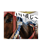 相馬野馬追 お馬 挨拶 侍（個別スタンプ：19）