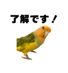 インコの飼主専用（個別スタンプ：4）