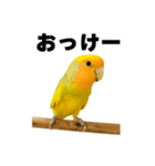 インコの飼主専用（個別スタンプ：5）