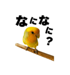 インコの飼主専用（個別スタンプ：6）