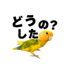 インコの飼主専用（個別スタンプ：9）