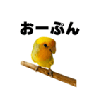 インコの飼主専用（個別スタンプ：13）