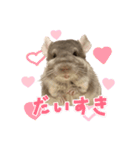 チンチラのとうふくん。（個別スタンプ：1）