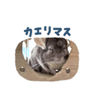 チンチラのとうふくん。（個別スタンプ：3）