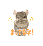 チンチラのとうふくん。（個別スタンプ：4）