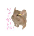 チンチラのとうふくん。（個別スタンプ：12）