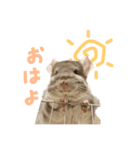 チンチラのとうふくん。（個別スタンプ：14）