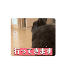 【我が家のうい】動くうさ子LINEスタンプ（個別スタンプ：2）