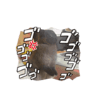 【我が家のうい】動くうさ子LINEスタンプ（個別スタンプ：11）