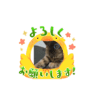 動くかわいい猫さんスタンプ♥️（個別スタンプ：2）