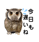 Louis (ルイ)（個別スタンプ：3）