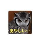 Louis (ルイ)（個別スタンプ：4）