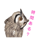 Louis (ルイ)（個別スタンプ：5）