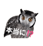 Louis (ルイ)（個別スタンプ：12）