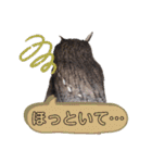 Louis (ルイ)（個別スタンプ：17）