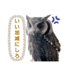 Louis (ルイ)（個別スタンプ：20）