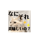 動く気ままな猫達2（個別スタンプ：1）