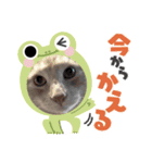 アトムとマロン（個別スタンプ：1）