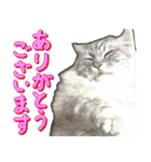 とらキャビるーの便利なねこスタンプ（個別スタンプ：3）