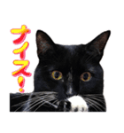 とらキャビるーの便利なねこスタンプ（個別スタンプ：7）