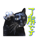 とらキャビるーの便利なねこスタンプ（個別スタンプ：8）
