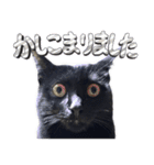 とらキャビるーの便利なねこスタンプ（個別スタンプ：10）