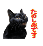 とらキャビるーの便利なねこスタンプ（個別スタンプ：12）