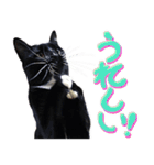 とらキャビるーの便利なねこスタンプ（個別スタンプ：14）
