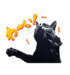 とらキャビるーの便利なねこスタンプ（個別スタンプ：15）