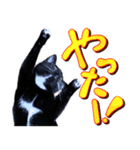 とらキャビるーの便利なねこスタンプ（個別スタンプ：16）