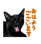 とらキャビるーの便利なねこスタンプ（個別スタンプ：17）