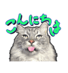とらキャビるーの便利なねこスタンプ（個別スタンプ：18）