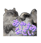 とらキャビるーの便利なねこスタンプ（個別スタンプ：19）