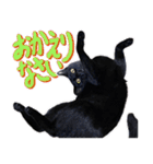 とらキャビるーの便利なねこスタンプ（個別スタンプ：22）