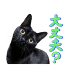 とらキャビるーの便利なねこスタンプ（個別スタンプ：32）