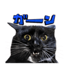とらキャビるーの便利なねこスタンプ（個別スタンプ：33）