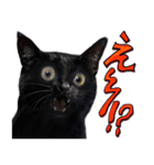 とらキャビるーの便利なねこスタンプ（個別スタンプ：34）
