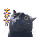 とらキャビるーの便利なねこスタンプ（個別スタンプ：35）