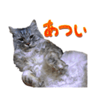 とらキャビるーの便利なねこスタンプ（個別スタンプ：37）