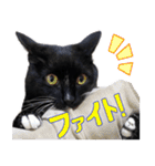とらキャビるーの便利なねこスタンプ（個別スタンプ：39）