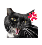 とらキャビるーの便利なねこスタンプ（個別スタンプ：40）