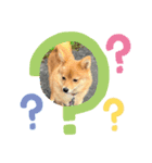 わんこだよスタンプ（個別スタンプ：5）