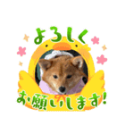 わんこだよスタンプ（個別スタンプ：6）