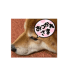 柴犬ここちゃん(動く)（個別スタンプ：7）