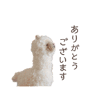 もふもふあみぐるみ（個別スタンプ：8）