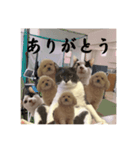 ふえーる犬とネコ（個別スタンプ：8）